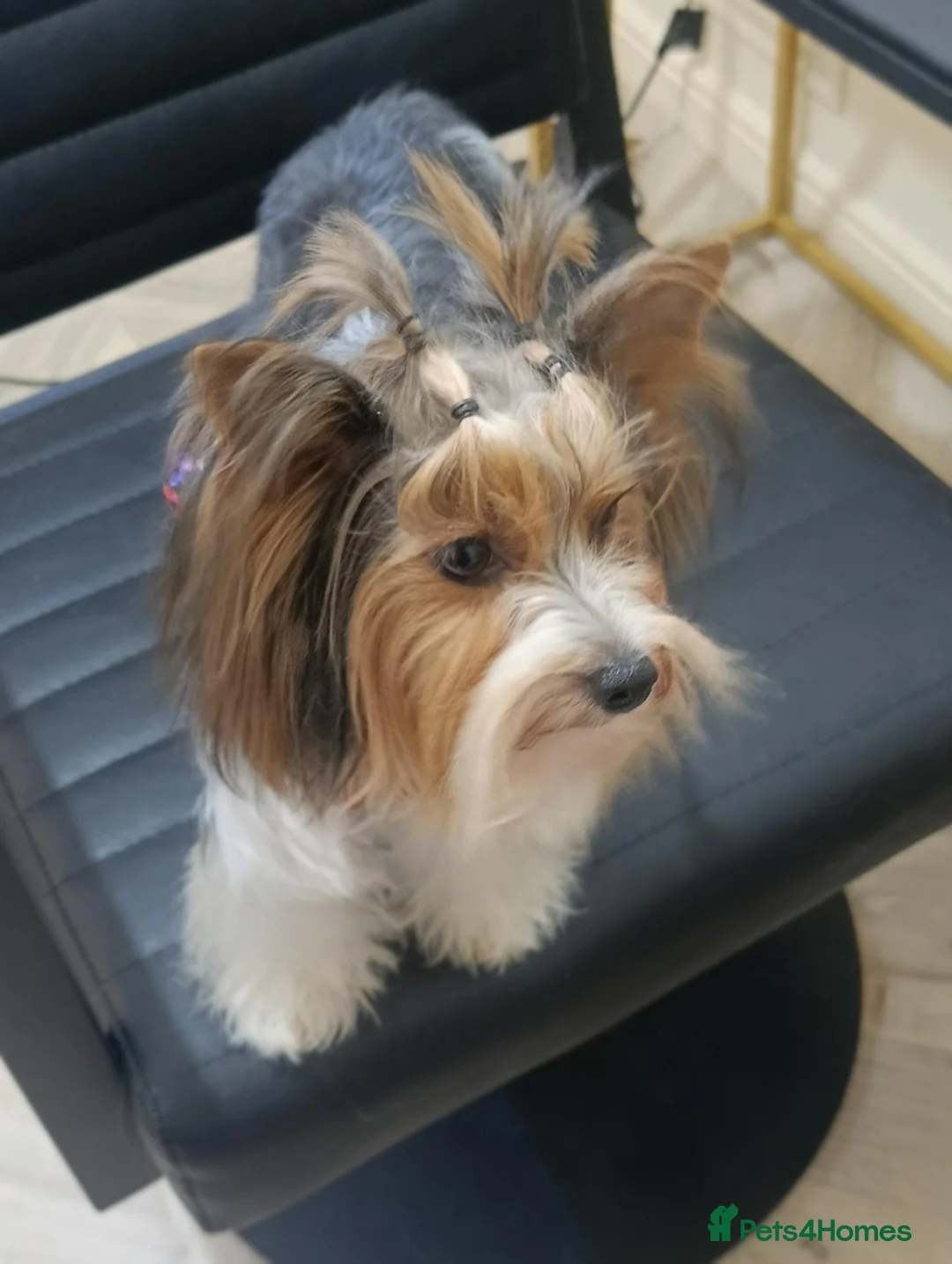 Yorkshire Terrier dogs for sale: Yorkshire terrier Biewer Girl in Hull - Advert 1