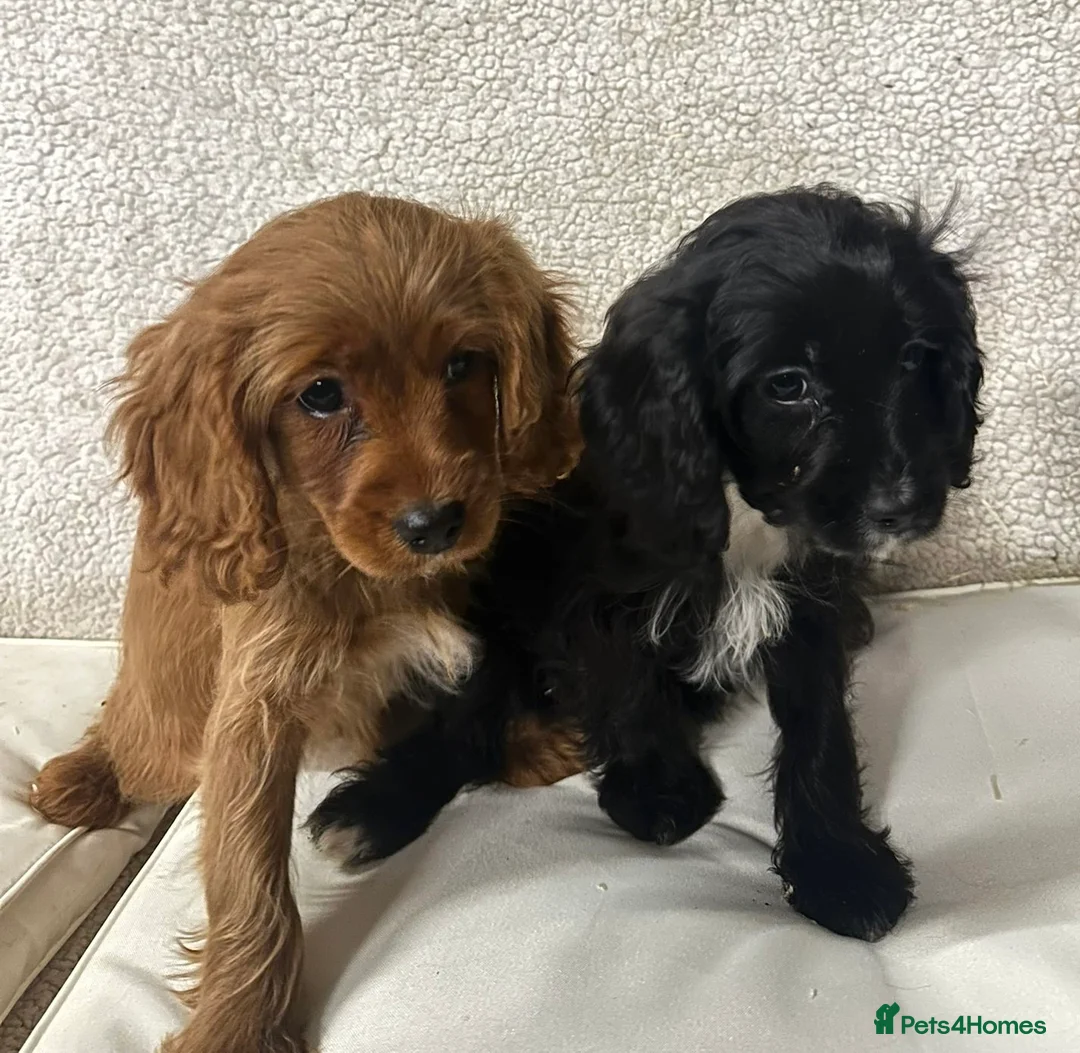 Cockapoo dogs for sale: Cockapoo puppies - Advert 2