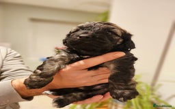 Cockapoo dogs for sale: F2 Cockapoo Puppies – Ready mid-late December - Image 4