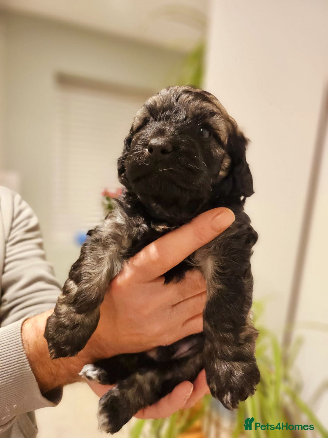 Cockapoo dogs for sale: F2 Cockapoo Puppies – Ready mid-late December - Image 4