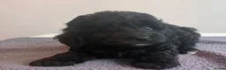 Cockapoo dogs for sale: 🐶 Beautiful F1B Cockapoo Puppies 🐶 - Advert 36