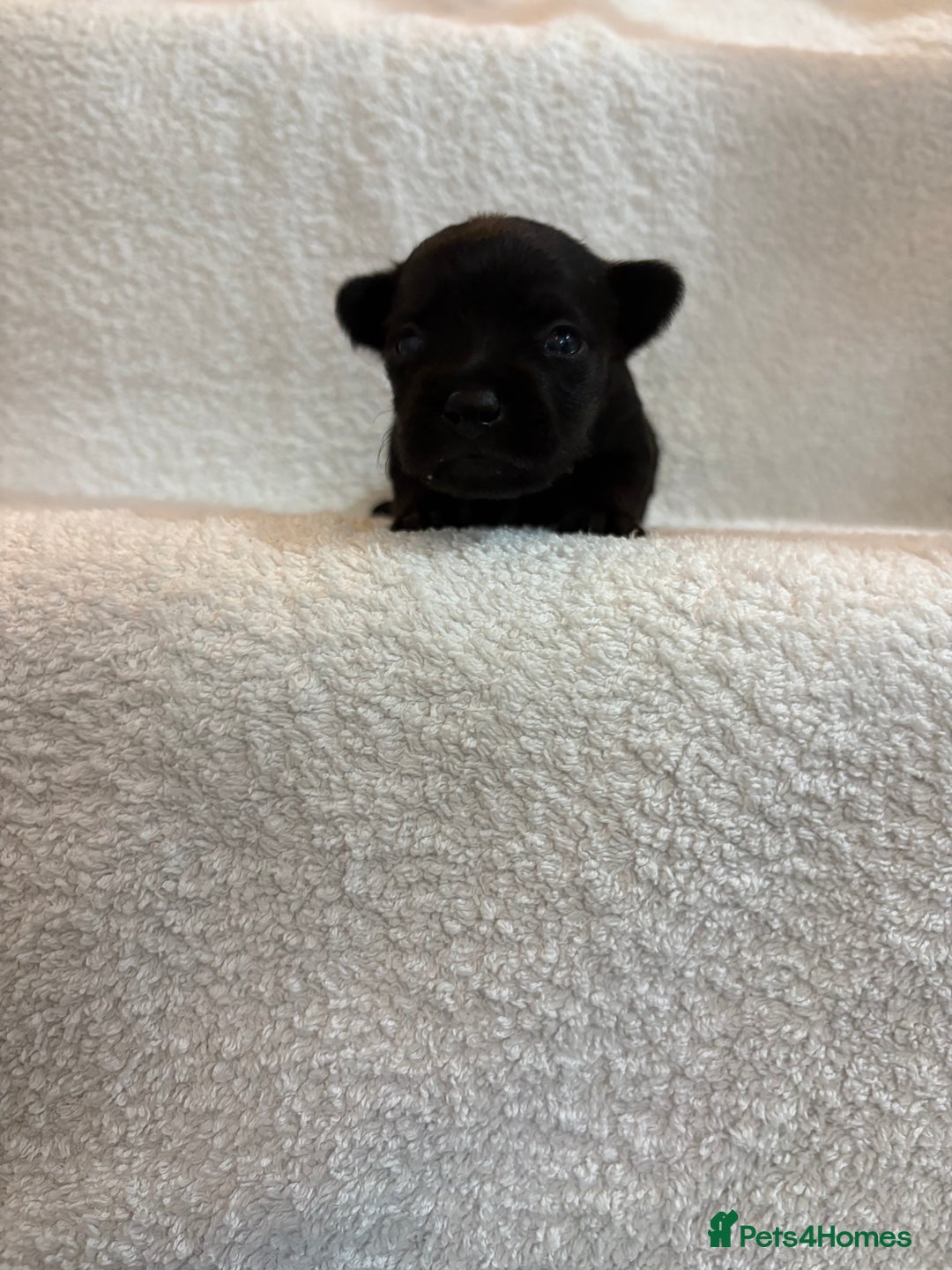 Yorkshire Terrier dogs for sale: Yorkshire terrier, terrier cross puppies - Advert 10