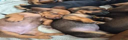 Dachshund dogs for sale: Amazing Dachshund Puppies FOR SALE - Advert 23