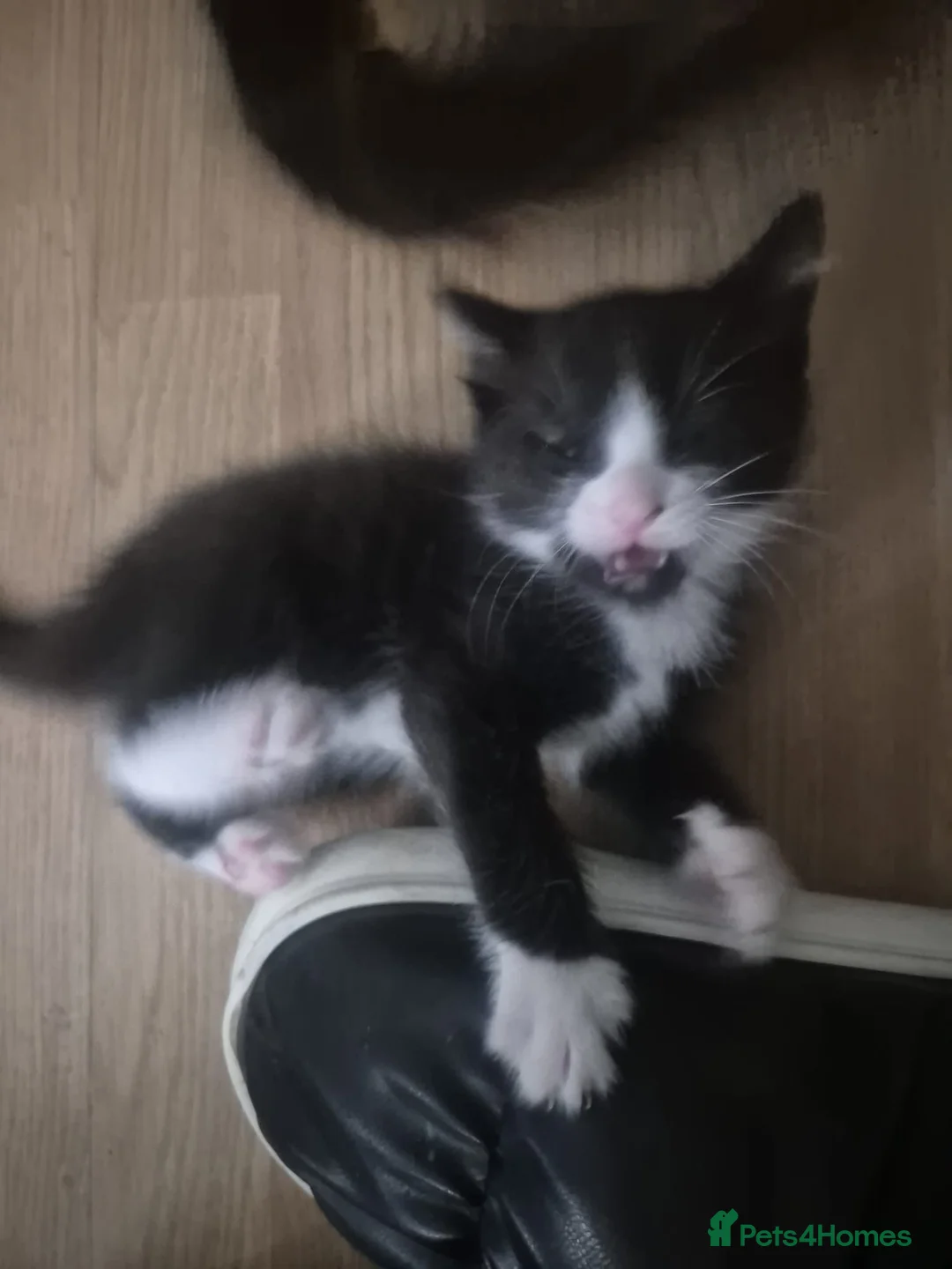 Mixed Breed cats for sale: 12Week Old Kittens Looking for Their Forever Homes - Advert 7