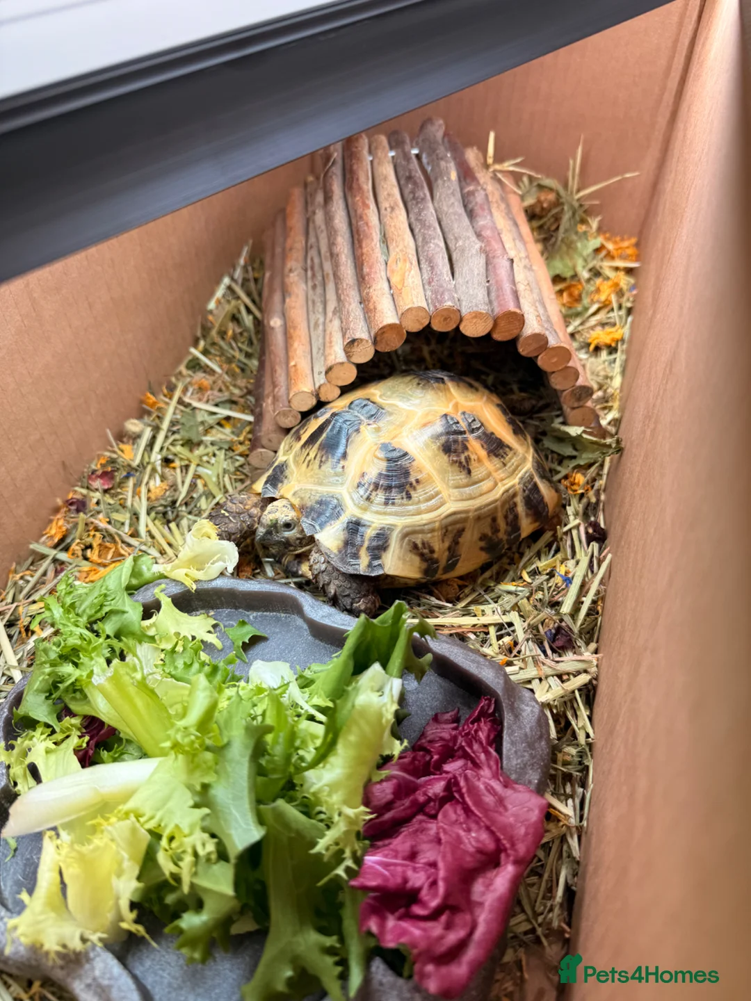 Tortoise reptiles for sale: Horsefield tortoise in Newcastle upon Tyne - Advert 2