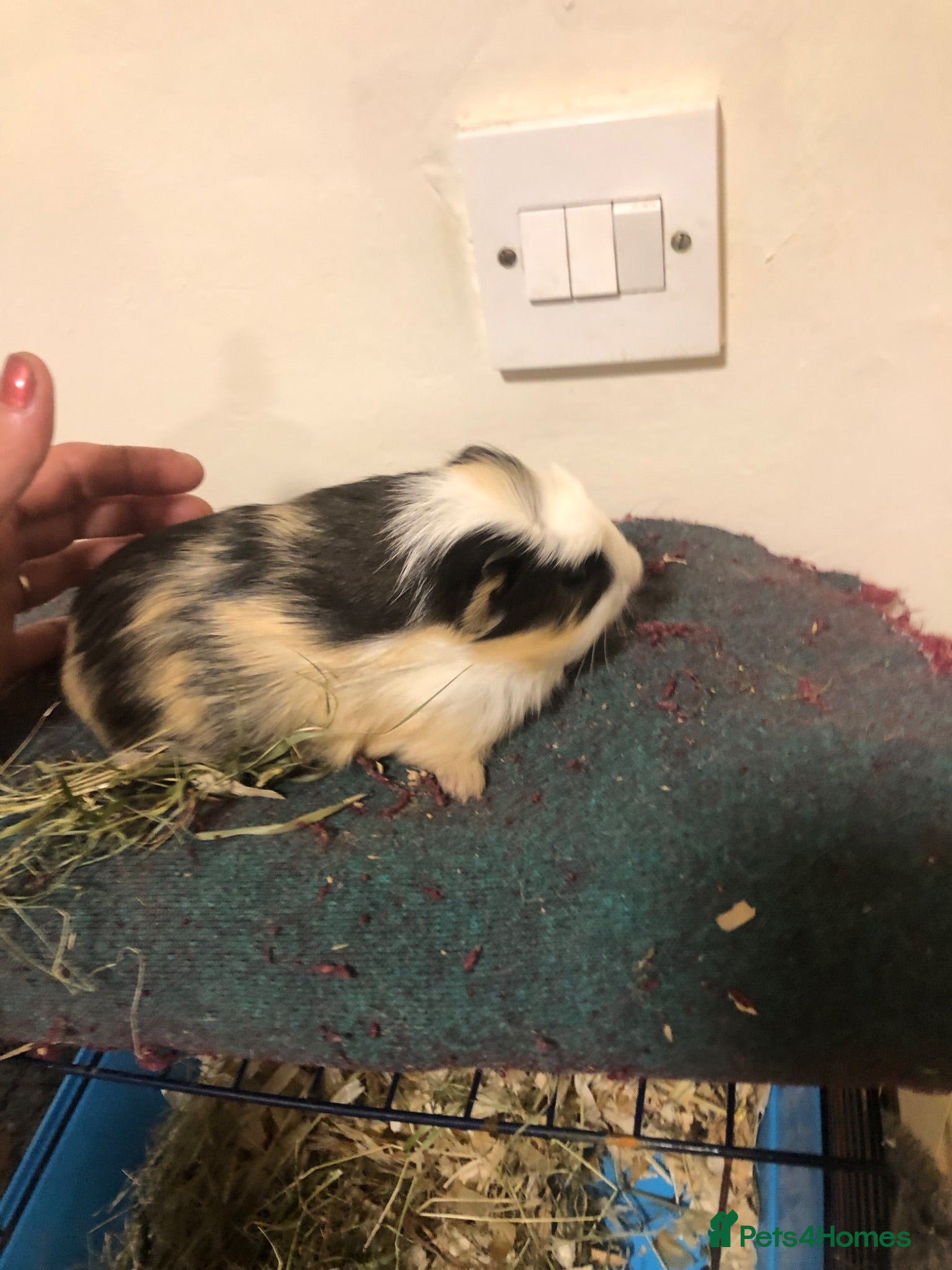 Guinea Pig rodents Long haired crested show quality baby guineapigs  - Advert 1
