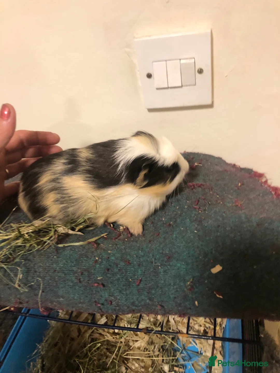 Guinea Pig rodents for sale: Long haired crested show quality baby guineapigs  in Stoke-on-Trent - Advert 1