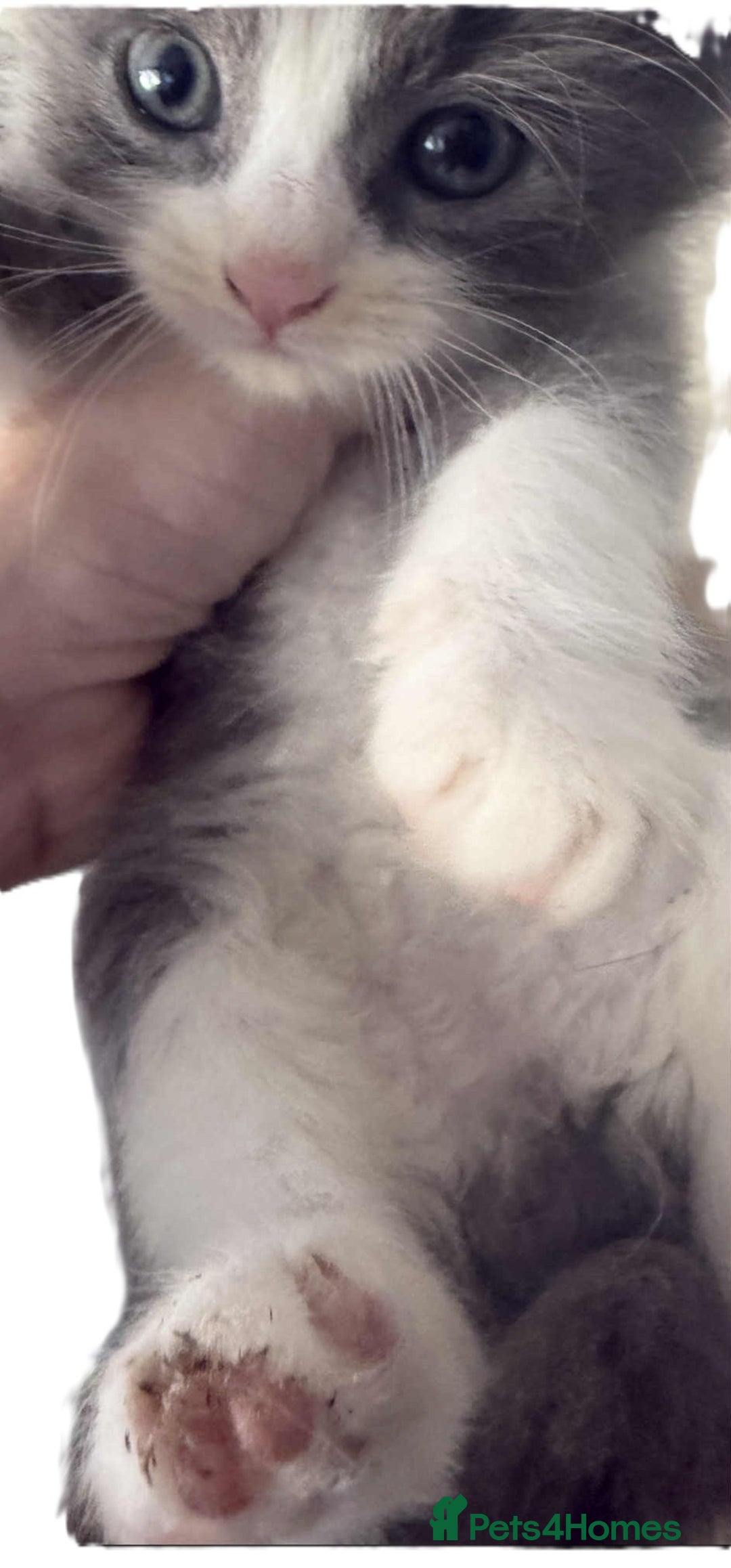 Mixed Breed cats for sale: Beautiful Litter of 4 kittens  - Image 3
