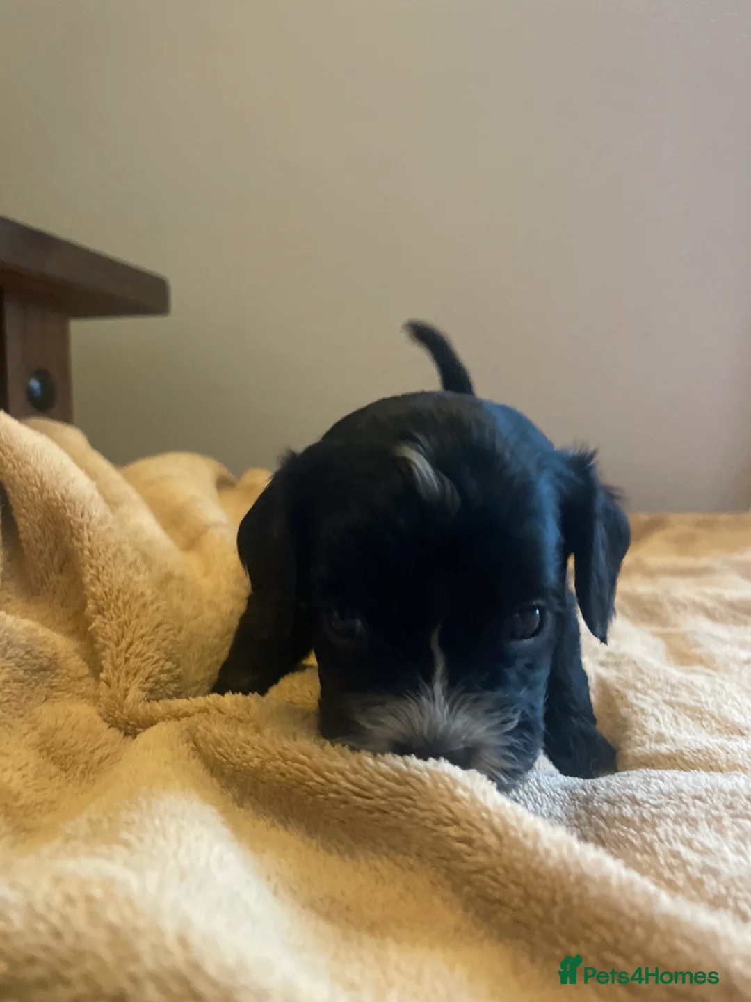 Cavapoo dogs for sale: Beautiful cavapoo puppies  - Advert 7