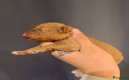 Goldendoodle dogs for sale: Superb litter of Mini Goldendoodle puppies  - Image 3