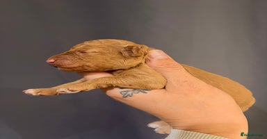 Mini Goldendoodle dogs - Advert 8