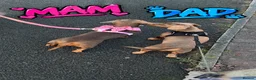 Miniature Dachshund dogs for sale: Beautiful isabella and tan miniture dachshunds  - Advert 6