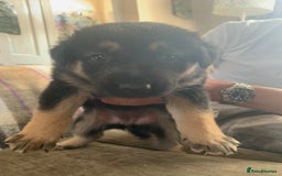 Mixed Breed dogs for sale: Labrador x German Shepard puppies - Image 13
