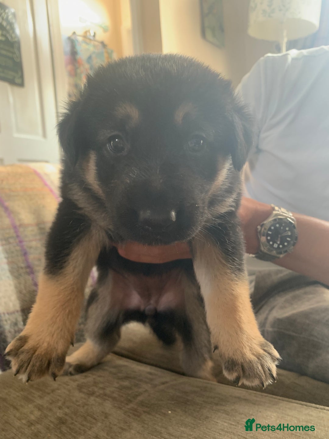 Mixed Breed dogs for sale: Labrador x German Shepard puppies - Image 13