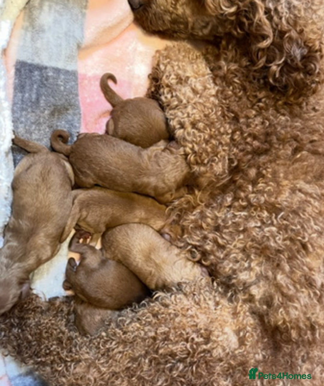 Miniature Poodle dogs for sale: 🐩♥️Kc reg miniature poodles♥️🐩 - Image 14
