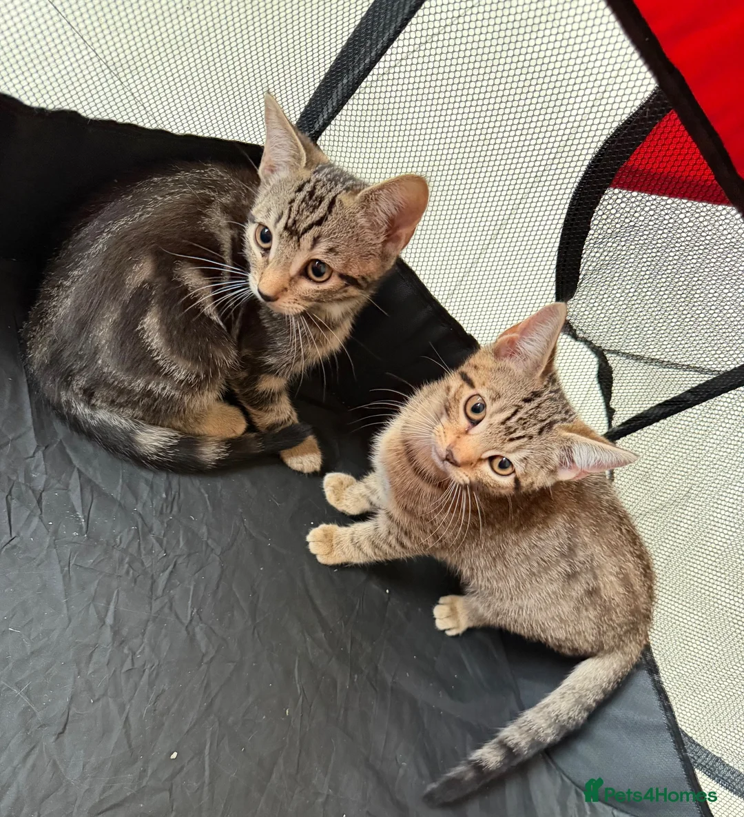 Mixed Breed cats for sale: Tabby kittens available  - Advert 1