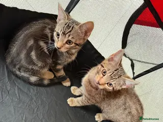 Mixed Breed cats Tabby kittens ready for their new homes - Advert 2