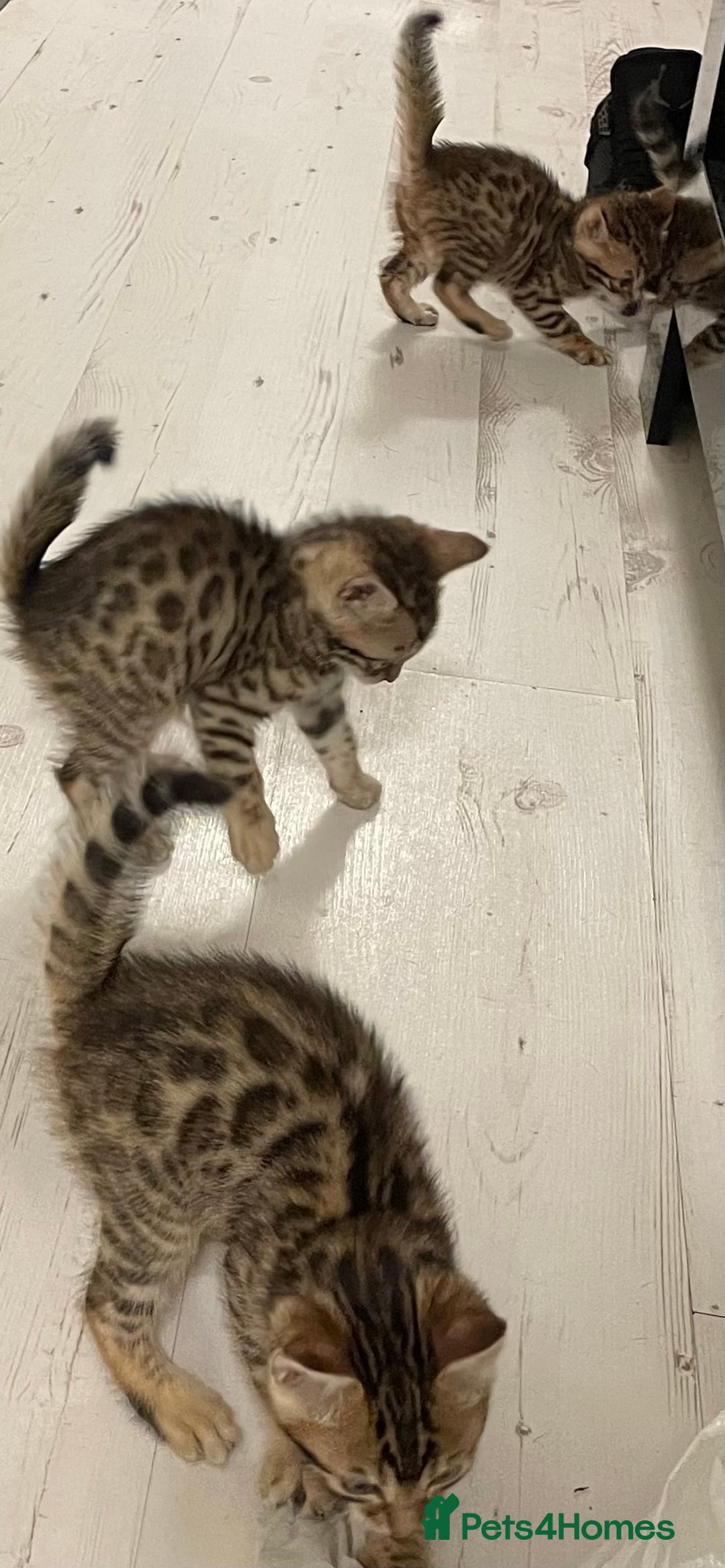 Bengal cats for sale: Bengal kittens - Advert 5