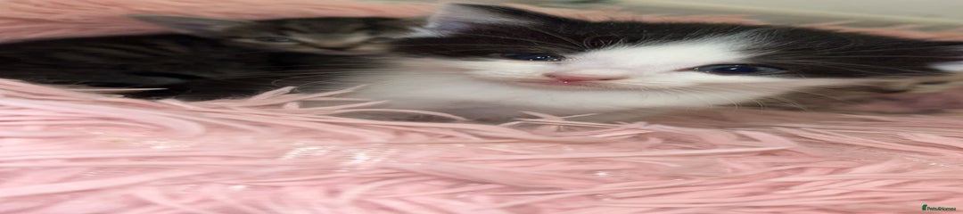 Ragamese Kitten 3
