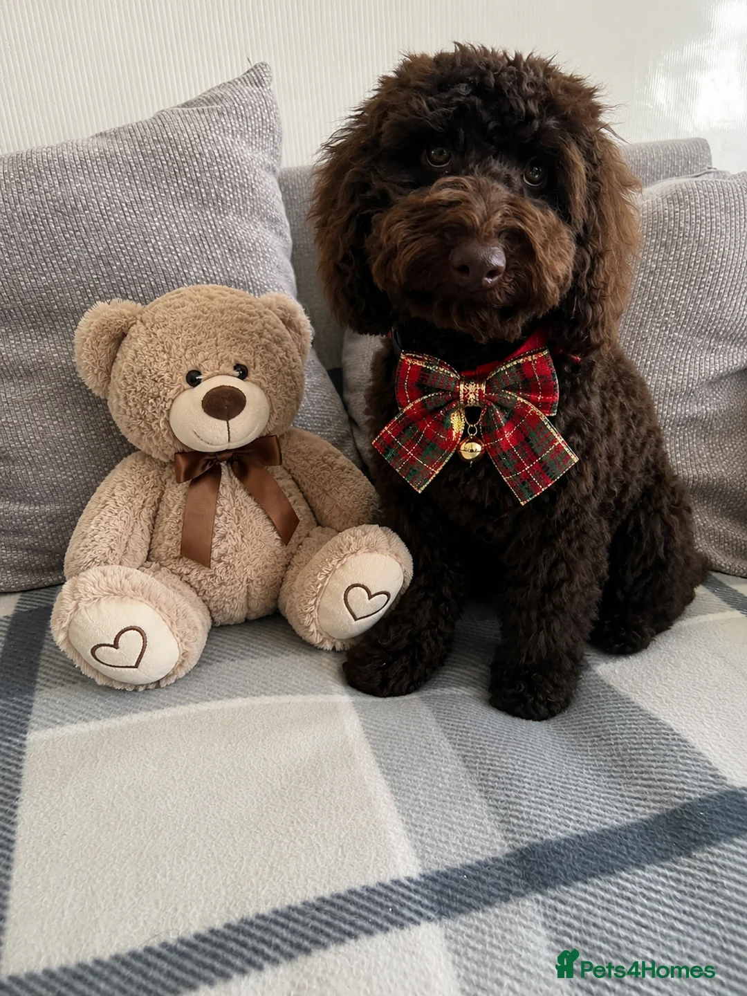 Cockapoo dogs for sale: I love cockapoo  - Advert 2
