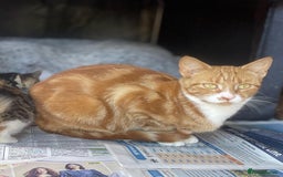 British Shorthair cats for sale: Adorable Kittens! - Image 24