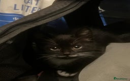 Mixed Breed cats for sale: Adorable Tuxedo Kittens Mixed with Longhair  - Image 5