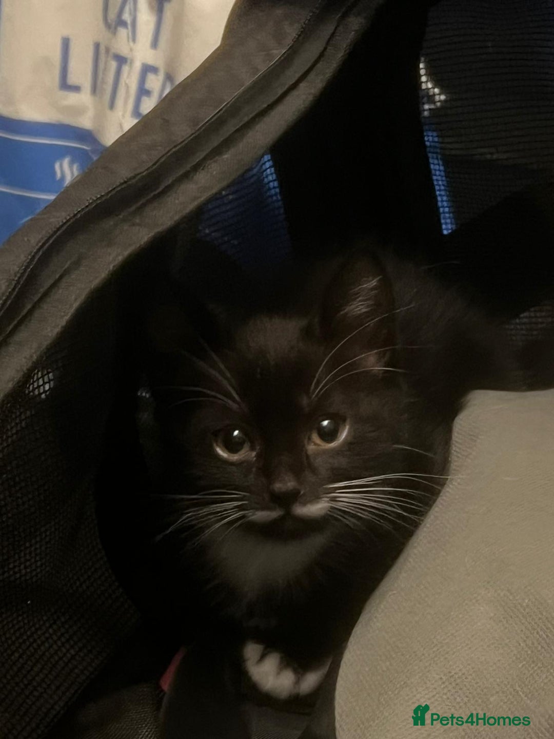 Mixed Breed cats for sale: Adorable Tuxedo Kittens Mixed with Longhair  - Image 5