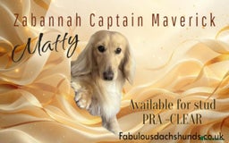 Miniature Dachshund dogs for sale: Gorgeous Long &short haired mini dachshund puppies - Image 40