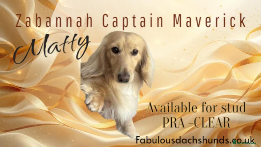 Miniature Dachshund dogs for sale: Gorgeous Long &short haired mini dachshund puppies - Image 40