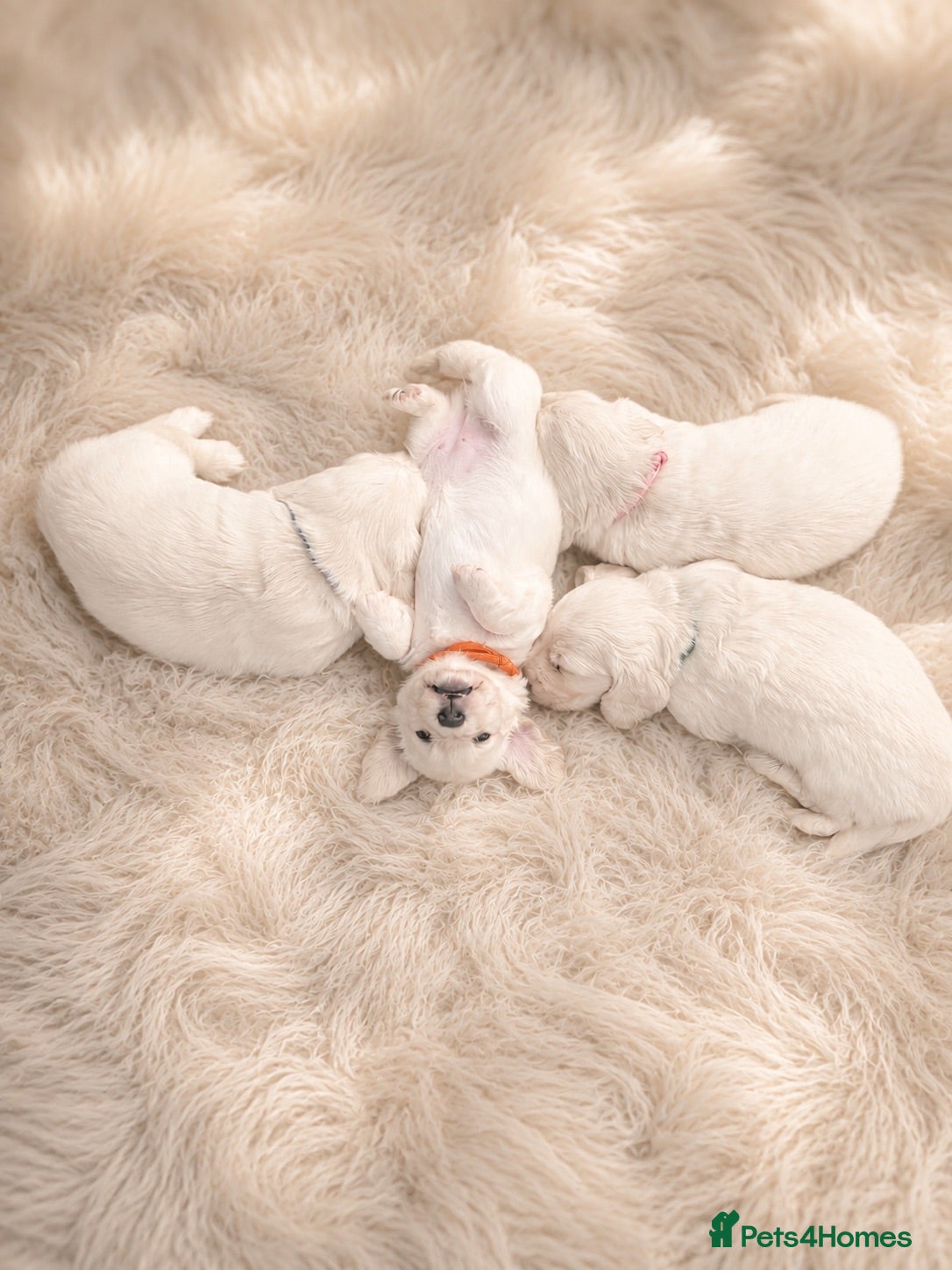 Miniature Dachshund dogs Exceptional KC Reg Miniature L/H Dachshund Puppies - Advert 1