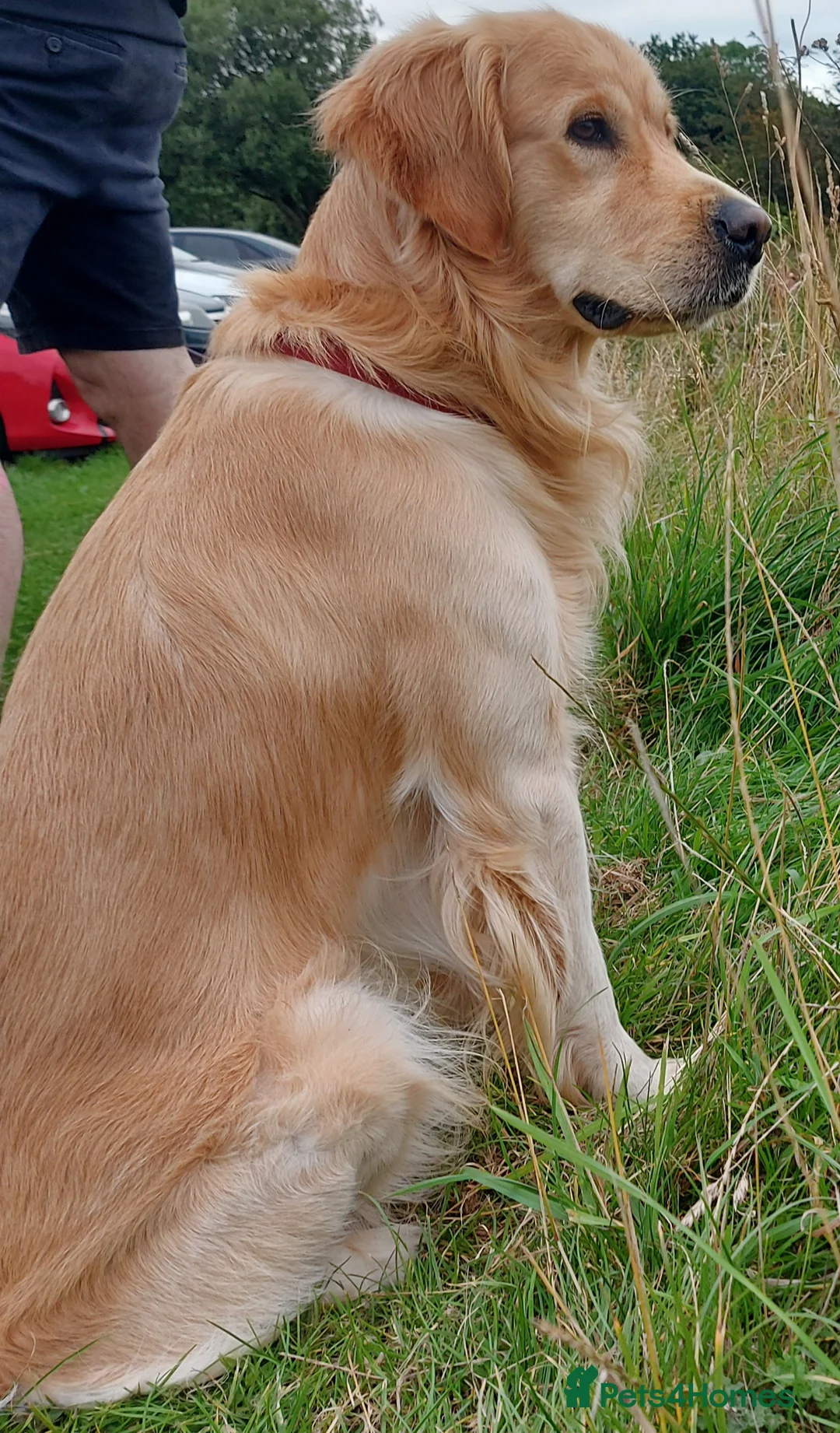 Golden Retriever dogs for stud: exceptional PROVEN dog available for stud  in Northwich - Advert 2