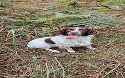 Sprocker dogs for sale: Adorable Sprocker Puppies  - Image 26