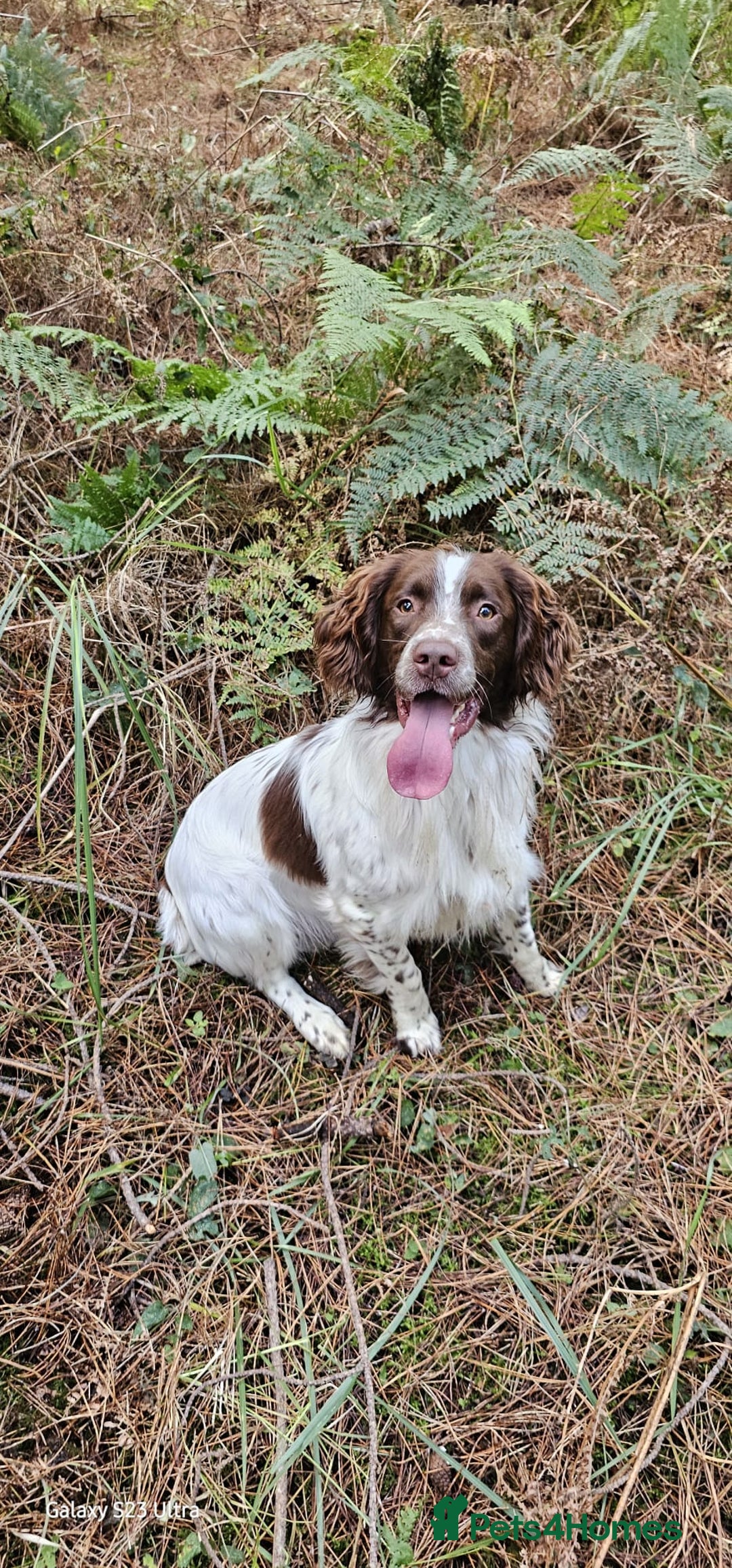 Sprocker dogs for sale: Adorable Sprocker Puppies  - Image 26