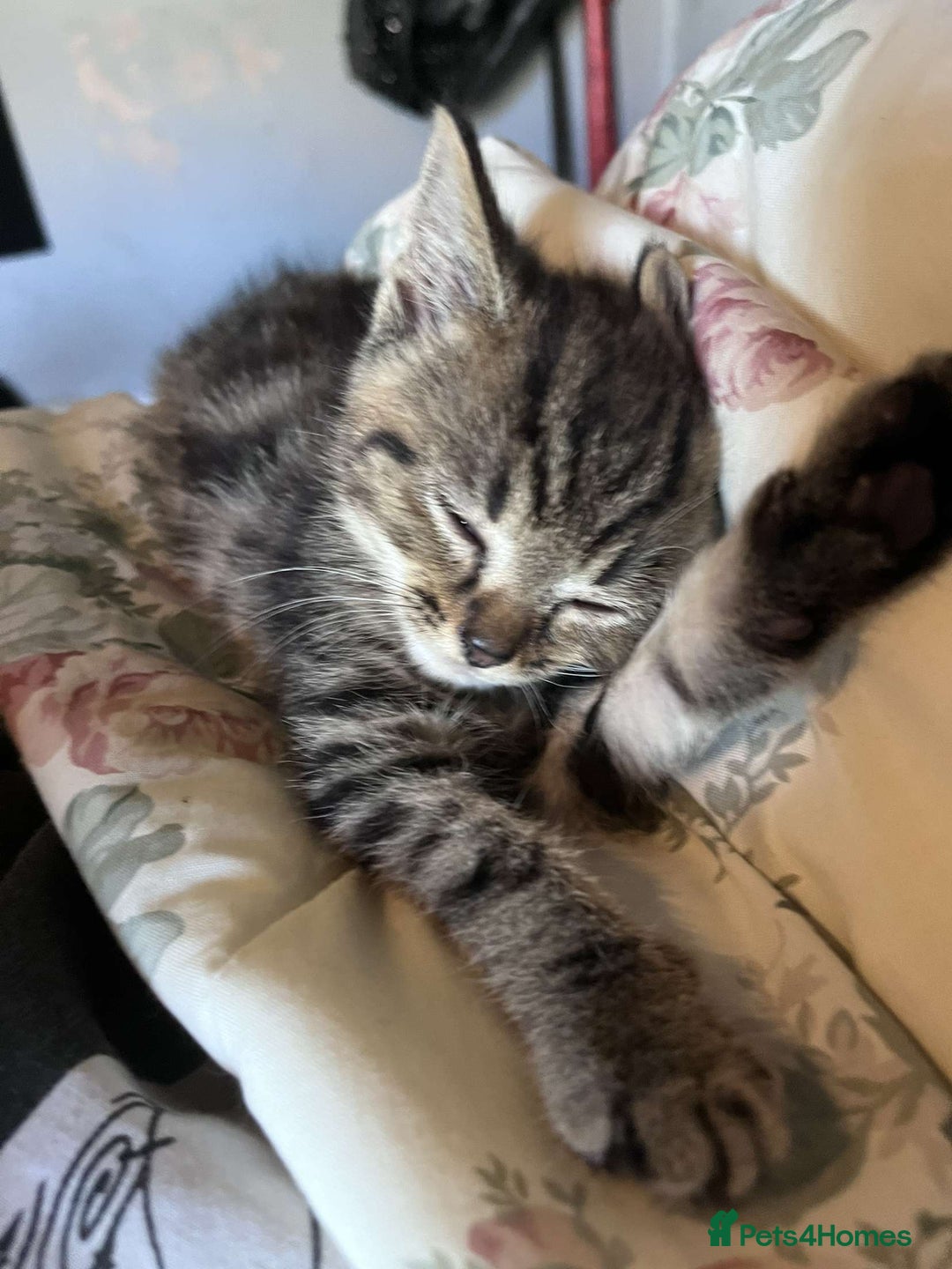 British Shorthair cats for sale: Male tabby kitten - Image 2