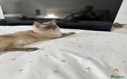 Ragdoll cats for sale: Ragdoll pure breed  - Image 10