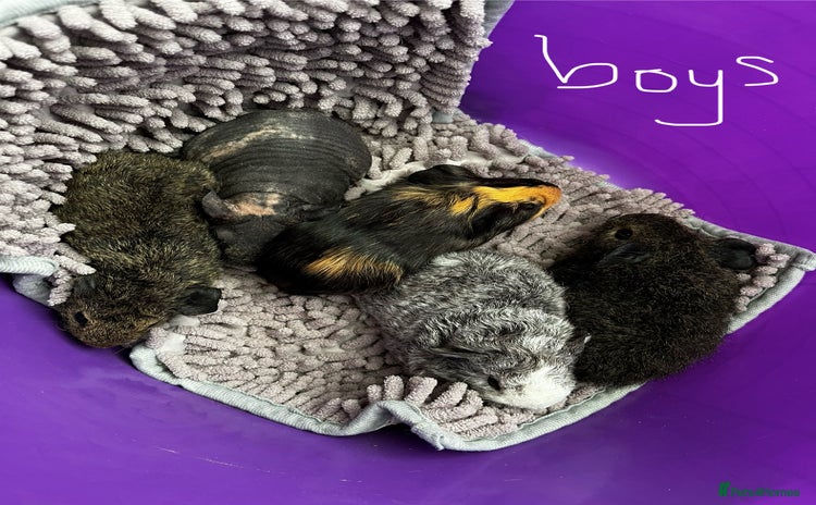 Guinea Pig rodents - Advert 13