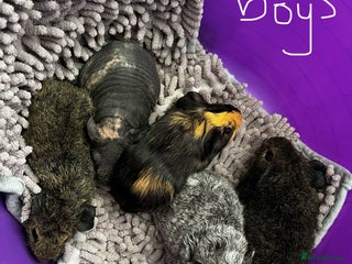 Guinea Pig rodents - Advert 30