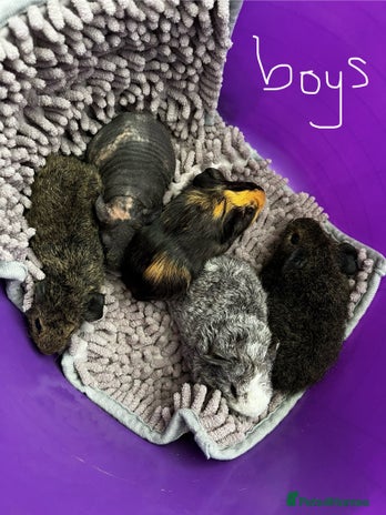 Guinea Pig rodents - Advert 13