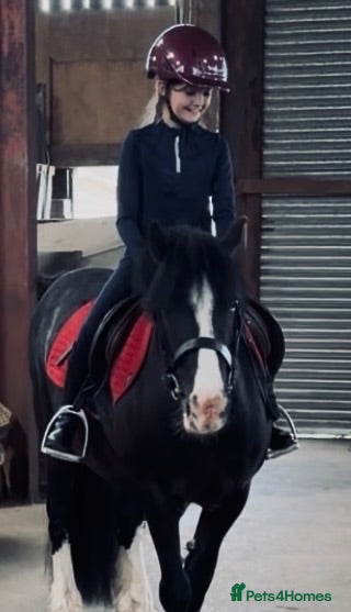 Welsh Section C horses Cob x Welsh  - Advert 1