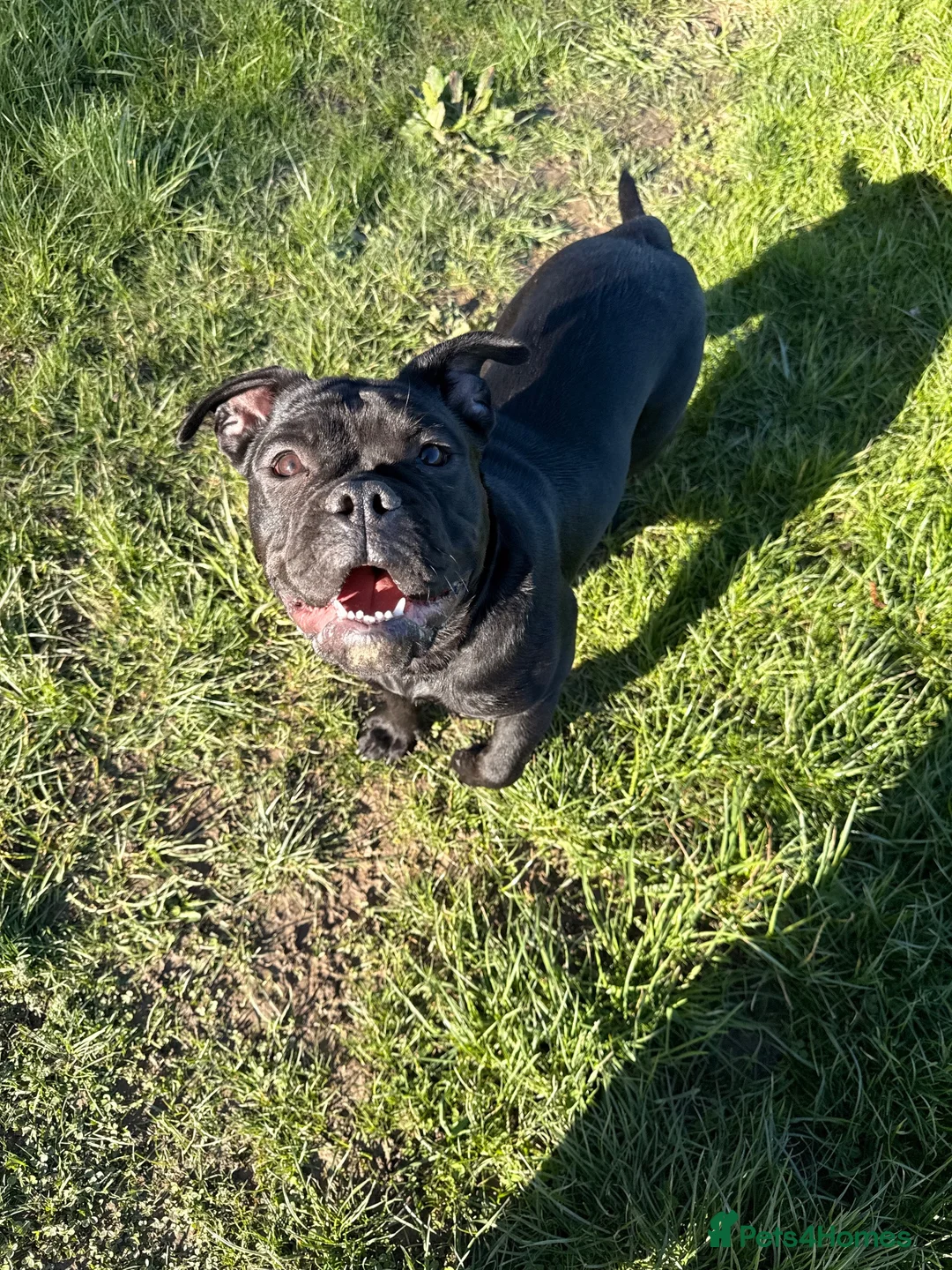 Olde English Bulldogge dogs for sale: 🔥 UPDATED 15.09 - OUR ELITE LITTER HAS ARRIVED! - Advert 36
