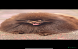 Pomeranian dogs for stud: Amazing Teddy bear chocolate boy for stud 🥰 - Image 8