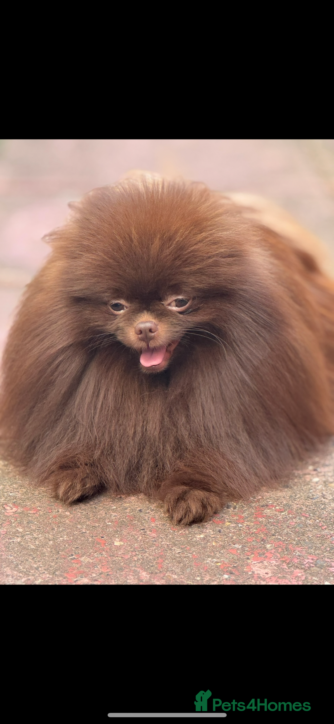 Pomeranian dogs for stud: Amazing Teddy bear chocolate boy for stud 🥰 - Image 8