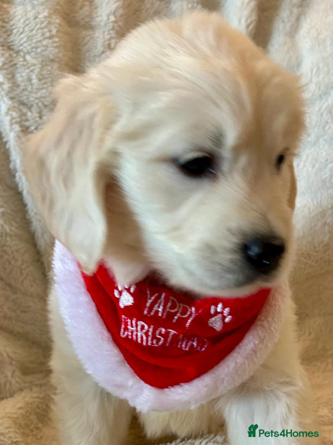 Golden Retriever dogs for sale: Chunky, cream pups - Advert 17