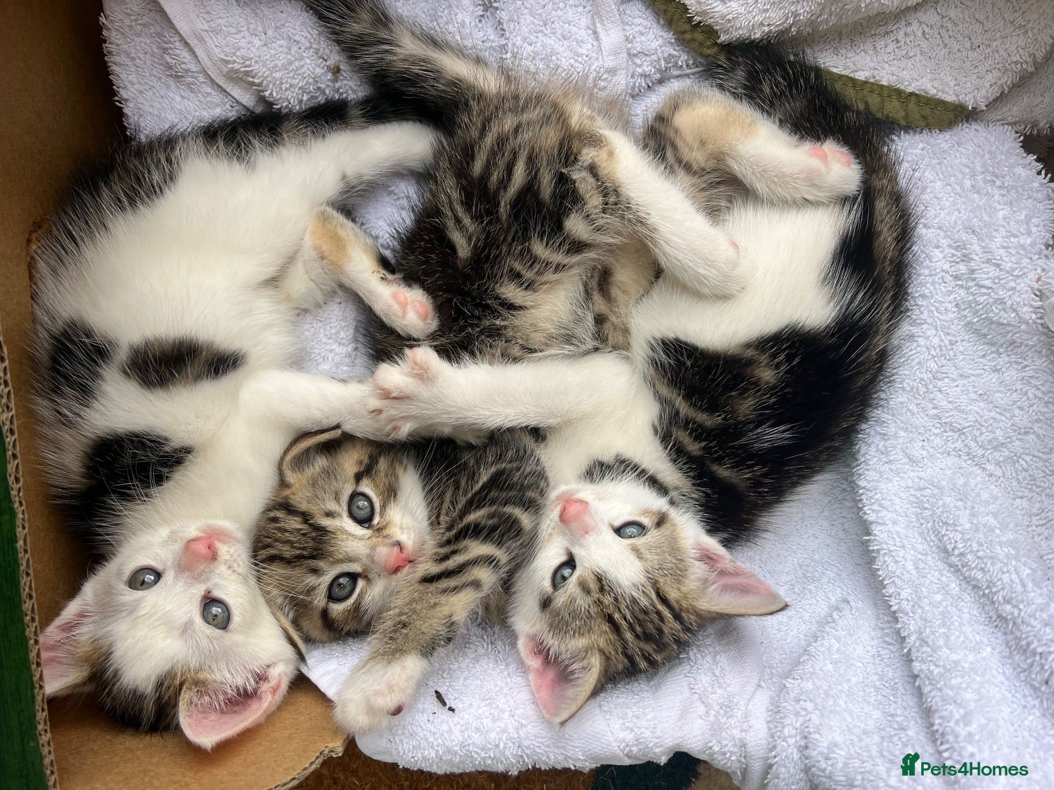 Mixed Breed cats Three adorable tabby and white kittens for sale  - Advert 6