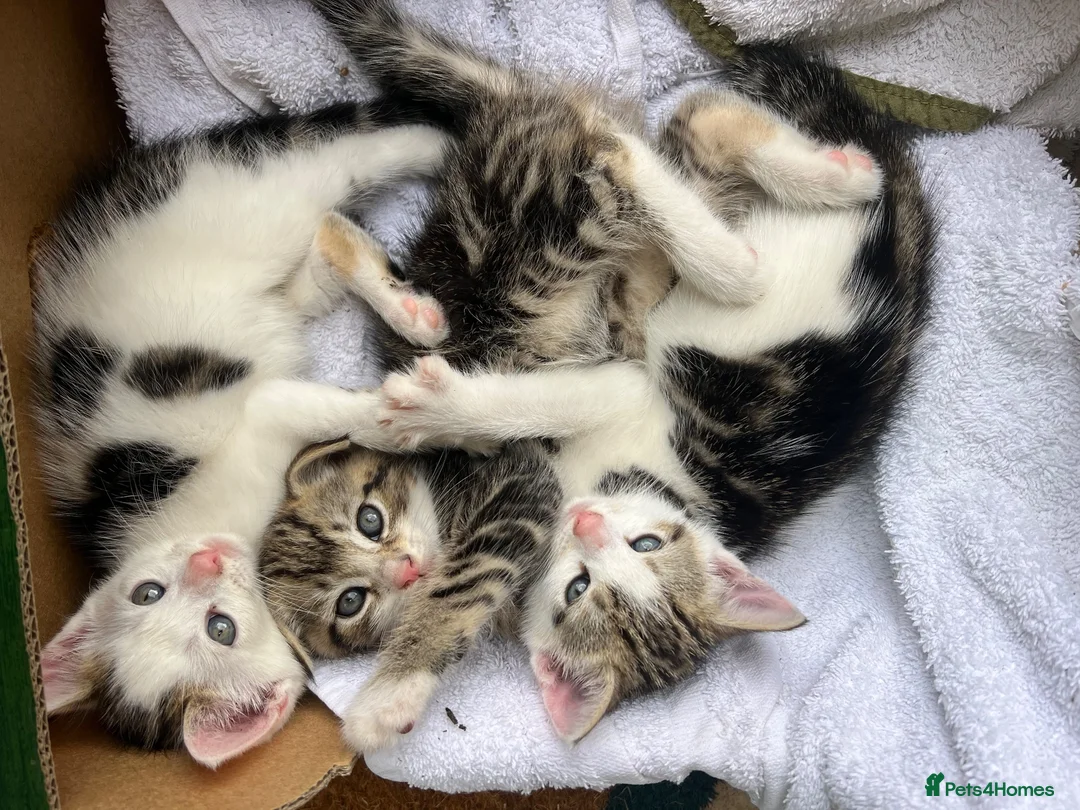 Mixed Breed cats for sale: Three adorable tabby and white kittens for sale  - Advert 1