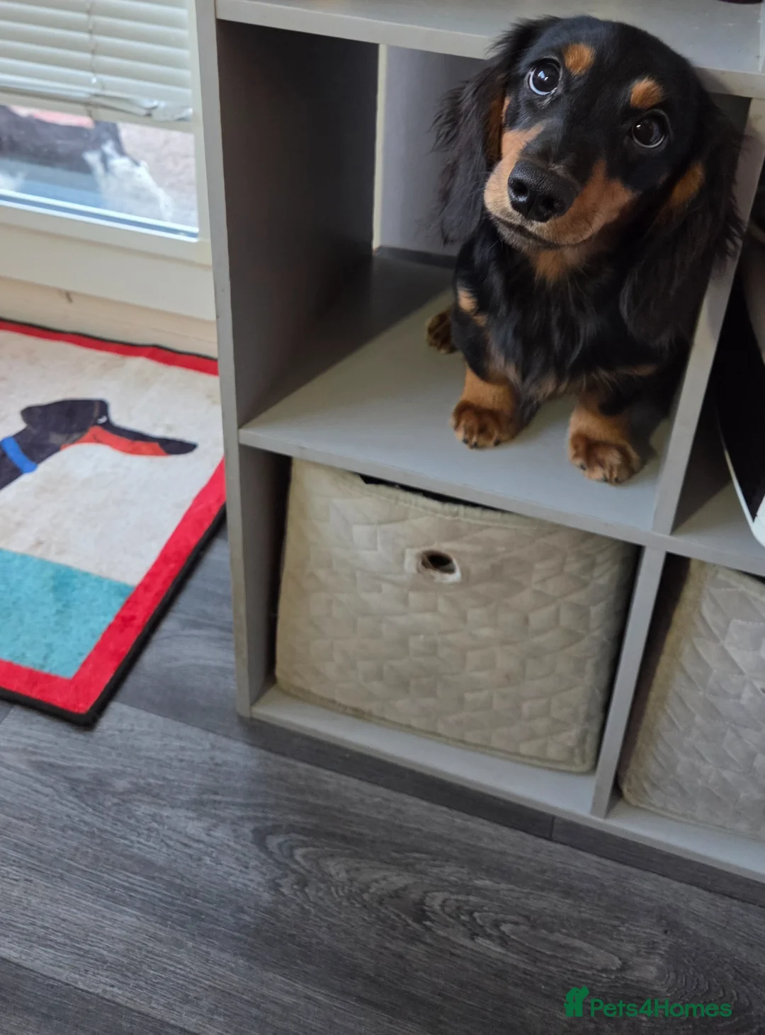 Miniature Dachshund dogs for sale: Kc Miniature  Dachshund  - Advert 2