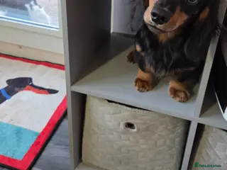 Miniature Dachshund dogs Kc Miniature Dachshund - Advert 1