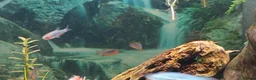 Danios fish for sale: 5X Emerald Dwarf Rasbora (Danio Erythromicron) £15 in Perth - Advert 8