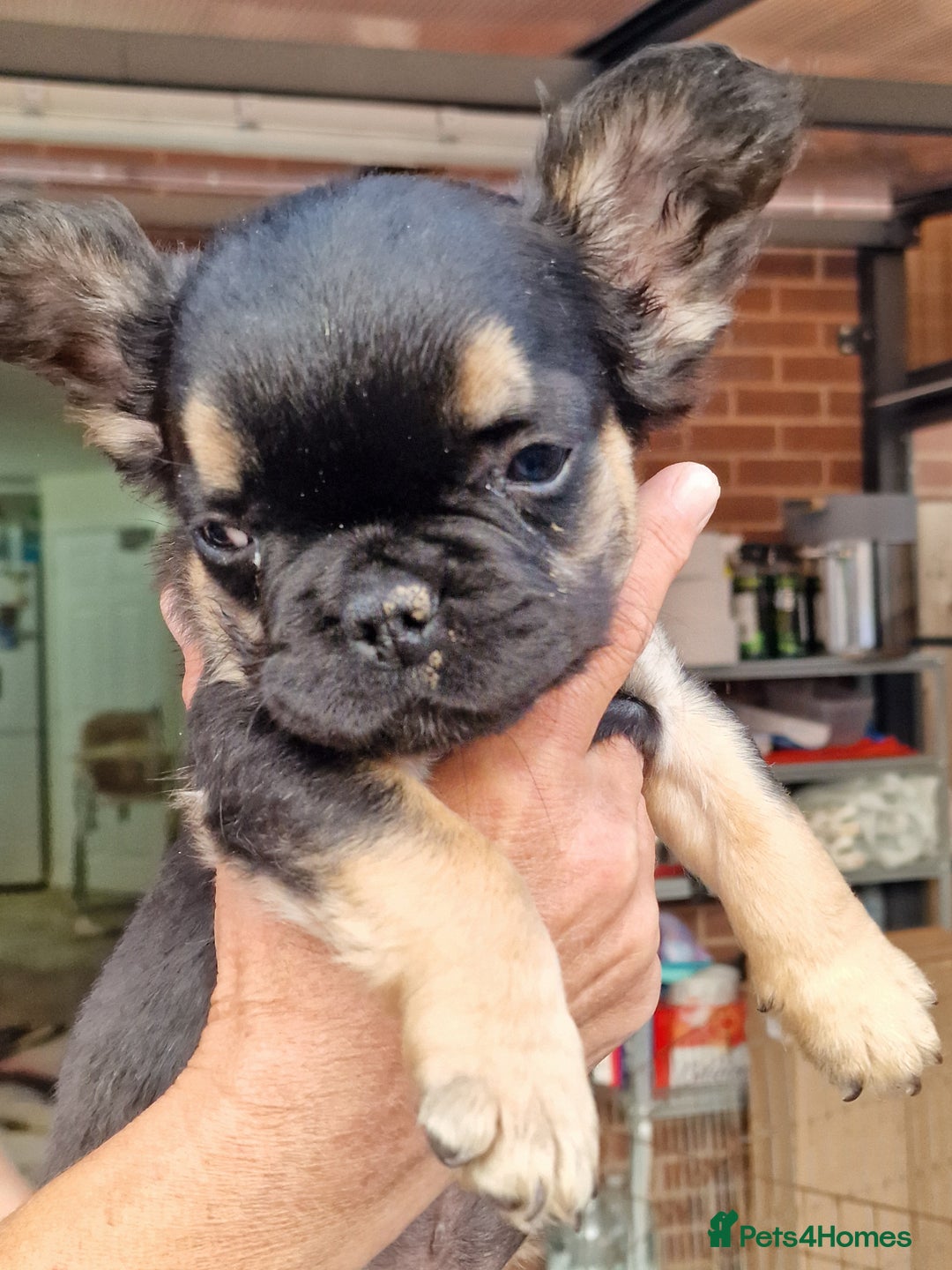 French Bulldog dogs for sale: Reduced! KC Fluffy  French Bulldog READY TO GO! - Image 19