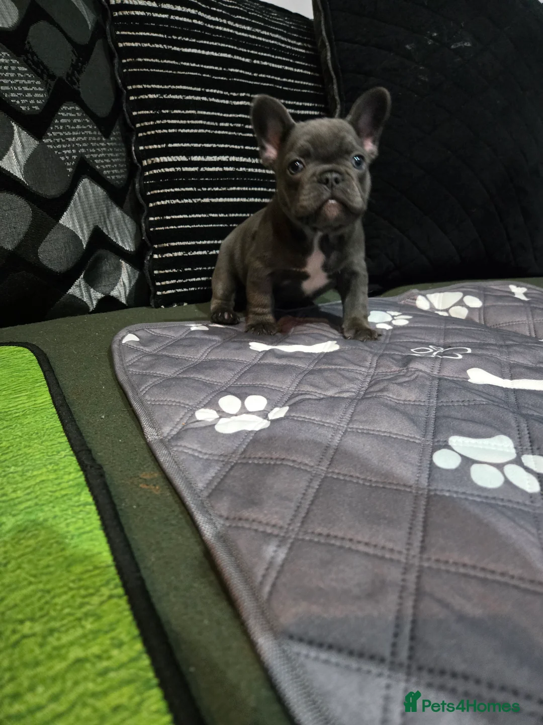 French Bulldog dogs for sale: 2 Frenchie pups ready 1 week - Advert 13